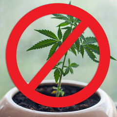 Cannabis in a flower pot on the windowsill with a forbidding sign. Prohibition of the cultivation,...