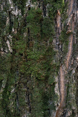 Real thick tree bark covered with moss and fungi, Tree Texture,  Bark Of Tree, Rough Surface Pattern, Background, Shallow depth of field.