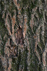Real Thick Bark Wood Tree Texture,  Bark Of Tree, Rough Surface Pattern, Background, Shallow depth of field.