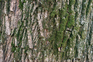 Real thick tree bark covered with moss and fungi, Tree Texture,  Bark Of Tree, Rough Surface Pattern, Background, Shallow depth of field.