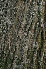 Real thick tree bark covered with moss and fungi, Tree Texture,  Bark Of Tree, Rough Surface Pattern, Background, Shallow depth of field.