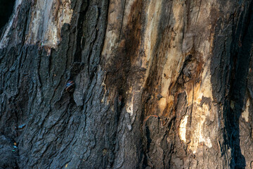 Real Thick Bark Wood Tree Texture,  Bark Of Tree, Rough Surface Pattern, Background, Shallow depth of field.
