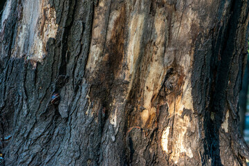 Real Thick Bark Wood Tree Texture,  Bark Of Tree, Rough Surface Pattern, Background, Shallow depth of field.
