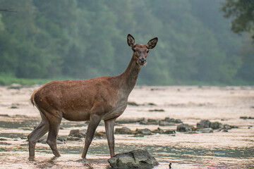 Red Deer in the river. Carpathian Mountains. Poland.