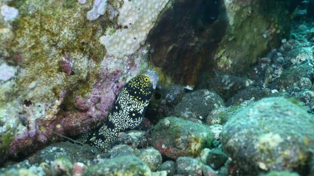Snowflake Moray - Echidna nebulosa. The underwater world of Tulamben, Bali, Indonesia. 4k underwater video.