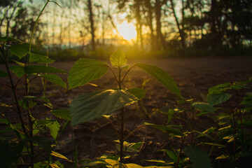 The sun sets in the evening with the forest, not nature