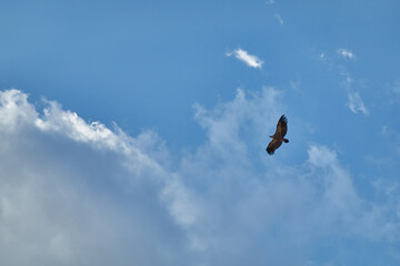 A griffon vulture flies over La Pedriza in the Sierra de Guadarrama National Park. Madrid's community. Spain.