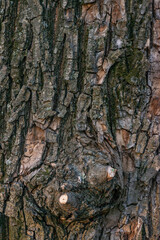 Real Thick Bark Wood Tree Texture,  Bark Of Tree, Rough Surface Pattern, Background, Shallow depth of field.
