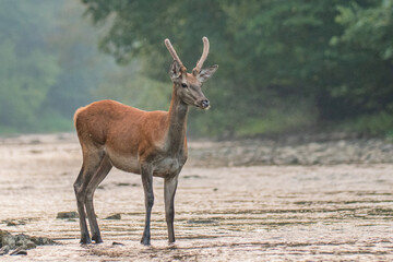 Naklejka na ściany i meble Red Deer in the river. Carpathian Mountains. Poland.