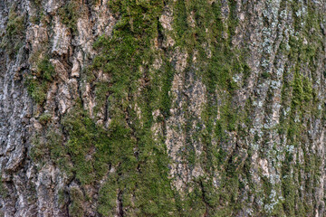 Real thick tree bark covered with moss and fungi, Tree Texture,  Bark Of Tree, Rough Surface Pattern, Background, Shallow depth of field.