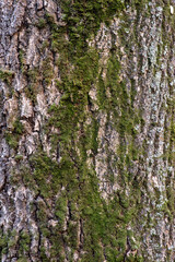 Real thick tree bark covered with moss and fungi, Tree Texture,  Bark Of Tree, Rough Surface Pattern, Background, Shallow depth of field.