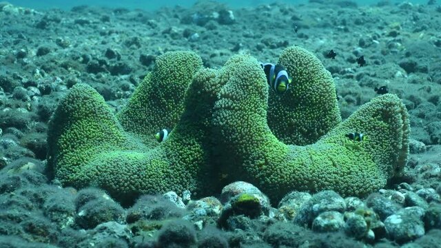 Clown fish - Saddleback Anemonefish - Amphiprion polymnus in anemone. Underwater world of Tulamben, Bali, Indonesia. 4k underwater video.