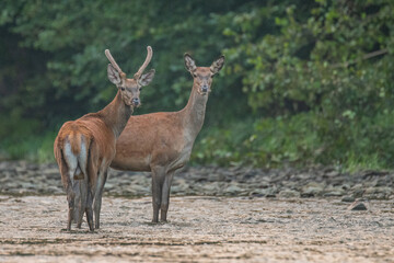 Red Deer in the river. Carpathian Mountains. Poland.