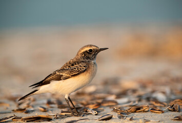 Pied wheatear at Busiateen coast in the morning hours, Bahrain
