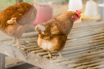 Close up the Brown Hen in farm. A domestic fowl.