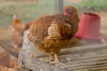 Brown Hen in a farm, Tropical chicken in Asia. A domestic fowl kept for its eggs or meat.