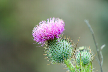 bull thistle flower 2