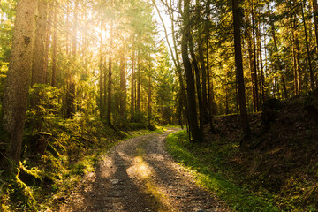 Beautiful green forest with sun rays coming through.