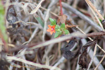 scarlet pompernel flower 2
