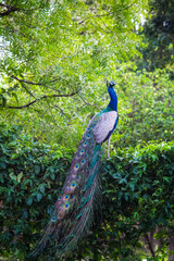 A beautiful peacock pride of india sitting on a bush in the forest