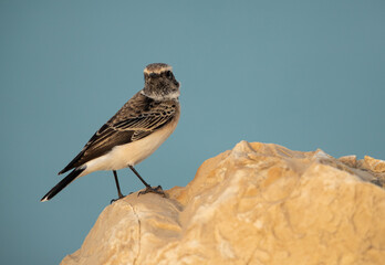 Pied wheatear on limestone rock at Busiateen, Bahrain