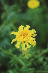 yellow flower