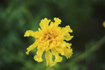 yellow flower