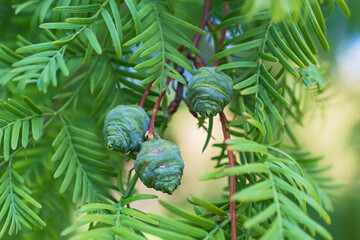 Fresh green branch of metasequoia leaves with three cones