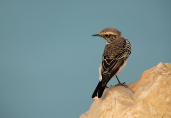 Pied wheatear perched on limestone rock at Busiateen, Bahrain