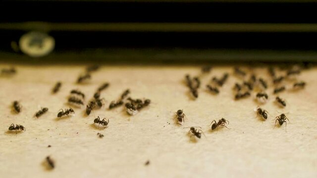 Ants get scared of noise and scatter on woods table in the kitchen