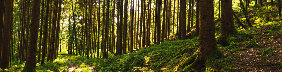Beautiful green forest panorama with sun rays coming through.