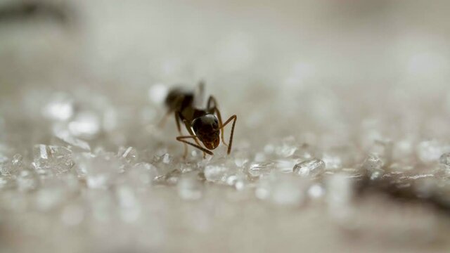 Ants eating sugar on woods table in the kitchen