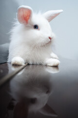 Obraz premium Home white rabbit 
