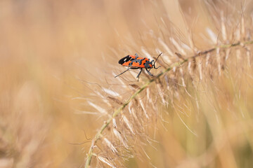 Beautiful orange-black bug with white dots sits on the ginger decorative spikelets