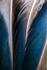 Macro photo of Three blue duck feathers summetrically located with natural shine