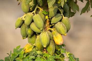 Bunch of Papaya on a tree at farm in Bahrain