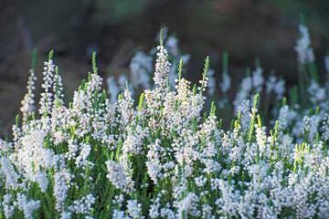 Glade of beautiful  white heather flowers on blurred multicolored floral background.