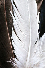 Detailed Macro photo of white duck feather on a background from brown duck feathers in natural light