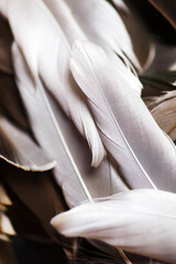 Detailed macro photo of several white and brown duck feathers on lightly blurred background in natural light