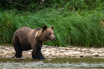 Brown Bear (Ursus arctos) in the natural habitat. Carpathian Mountains, Bieszczady, Poland.