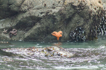 starfish on a rock 2