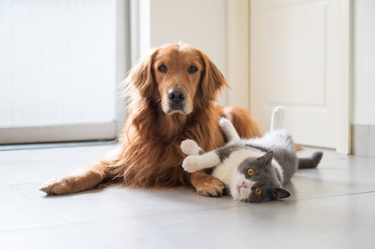 British Shorthair and Golden Retriever