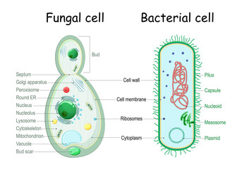 bacteria and fungal (yeast). comparison of cell structure. - obrazy, fototapety, plakaty