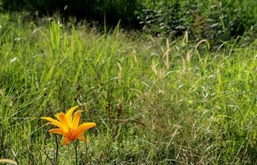 野原の花　きすげ　遅咲き　風景