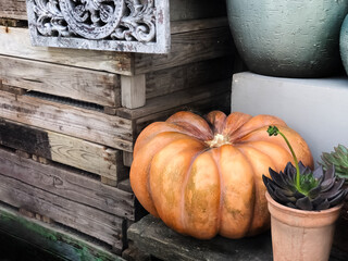 Harvested big orande pumpkin lays on wooden surface near homeplants and old wooden boxes