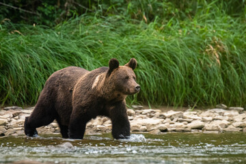 Naklejka na ściany i meble Brown Bear (Ursus arctos) in the natural habitat. Carpathian Mountains, Bieszczady, Poland.