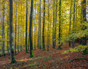 idyllic forest scenery at autumn time
