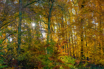 Obraz premium idyllic forest scenery at autumn time