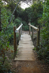 Small wooden bridge in the middle of a green forest.