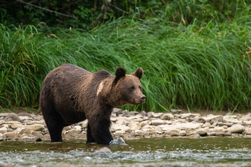 Obraz na płótnie Canvas Brown Bear (Ursus arctos) in the natural habitat. Carpathian Mountains, Bieszczady, Poland.